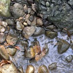 river rock gravel